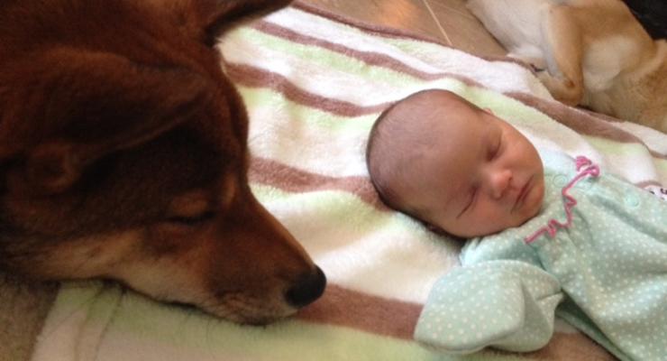 Собака присматривает за младенцем, словно няня (ФОТО)