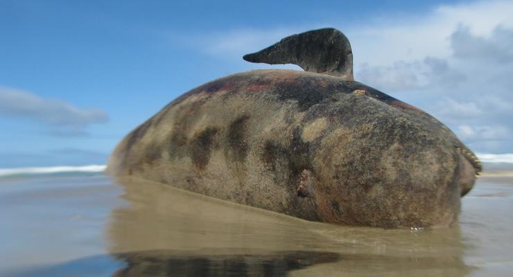 Около 40 черных дельфинов выбросило на берег в Новой Зеландии