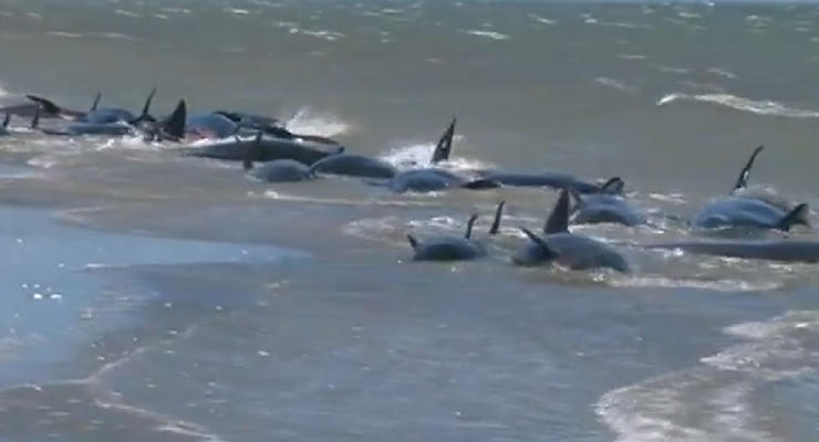 Около 40 дельфинов выбросило на берег в Новой Зеландии