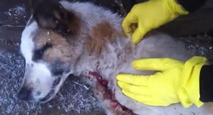 В Горловке жалуются на живодеров, расстреливающих собак на улицах города