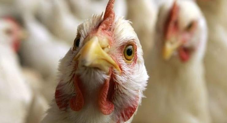 Медики пытаются унять панику: китайский птичий грипп не передается от человека человеку
