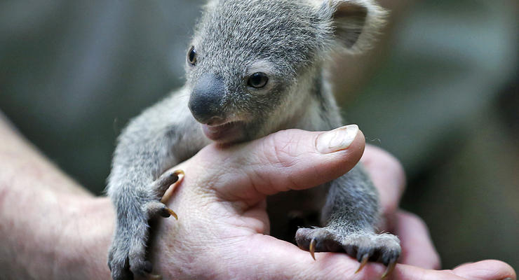 Животные недели: малыш коалы и благословение от слона