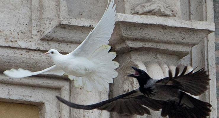 Голубей мира, выпущенных папой Римским после речи об Украине, атаковал черный ворон