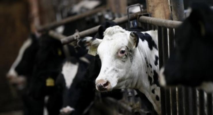 В Германии коровы взорвали коровник собственным газом