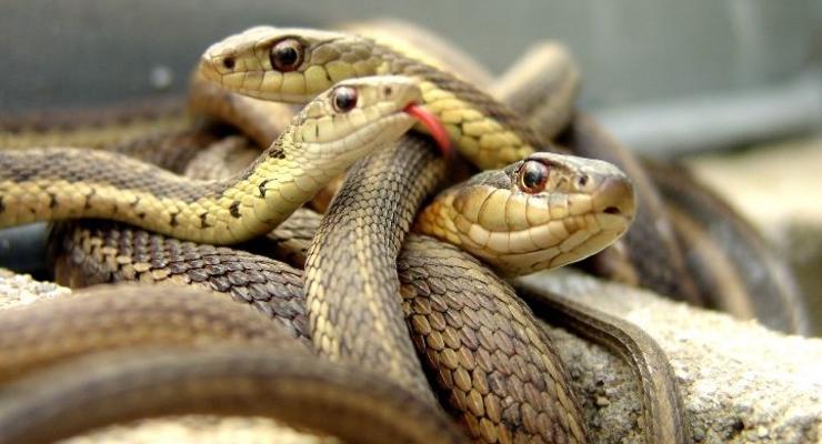 Американские полицейские обнаружили в доме школьного учителя сотни змей