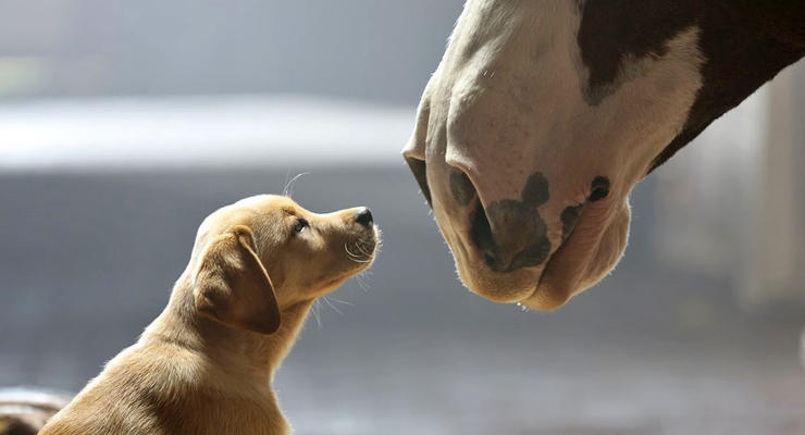 Животные недели: щенячья любовь и поцелуй верблюдов