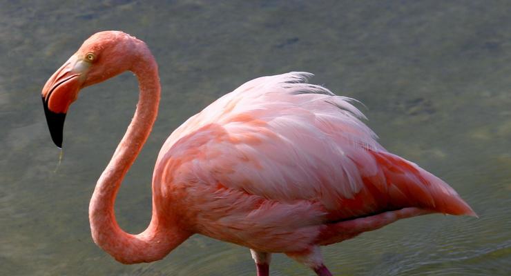 Старейшего в мире фламинго усыпили в Австралии