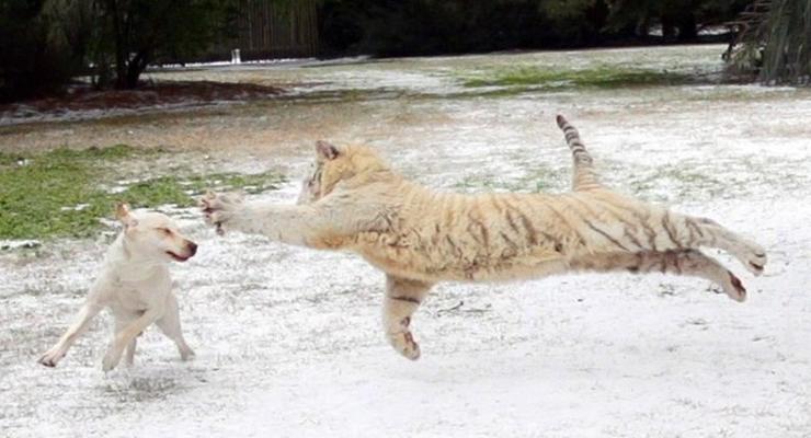 Лабрадор играет с тигрятами в кошки-мышки (ВИДЕО)