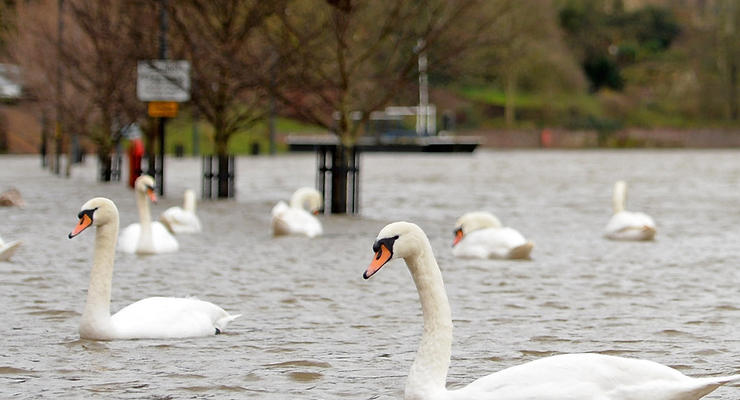 Наводнение охватило Британию: стадионы под водой и лебеди на улицах