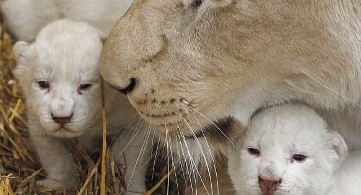 В польском зоопарке родились белые львята