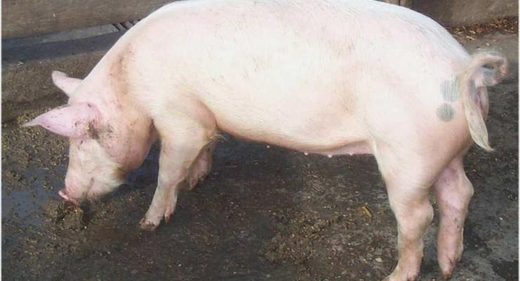 Россия и Украина начинают переговоры по поставкам свинины в условиях борьбы с африканской чумой