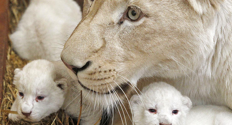 Животные недели: новорожденные белые львята и дог-великан