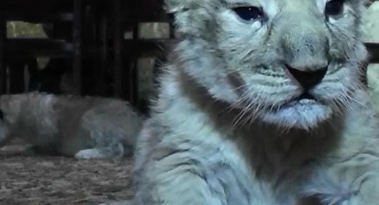 В крымском сафари-парке родились необычные серые львята