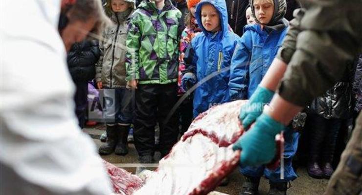 В Дании умертвили жирафа, родившегося в результате кровосмешения