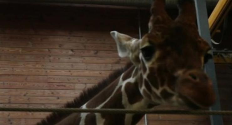 Сотрудники датского зоопарка, публично убившие жирафа, получают угрозы