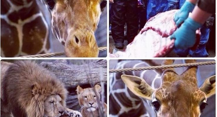 Кадыров хочет забрать в Чечню жирафа, приговоренного в Дании к смерти