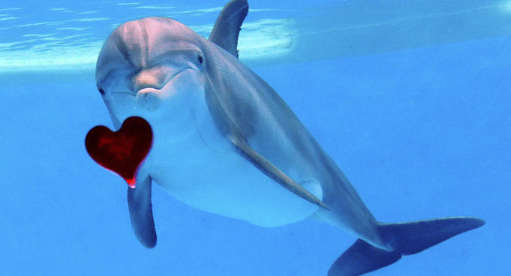 Животные недели: влюбленный дельфин и малыш медвежонок