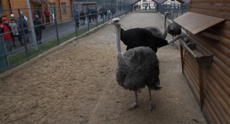 Киевский зоопарк взял шефство над животными Межигорья