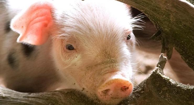Ветспециалисты РФ посетят Украину для оценки ситуации с африканской чумой свиней