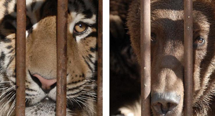 "Звери Клименко". Фото тигров и медведей, которых приписывают экс-главе Миндоходов