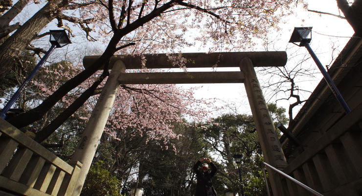 В Японии началось цветение сакуры