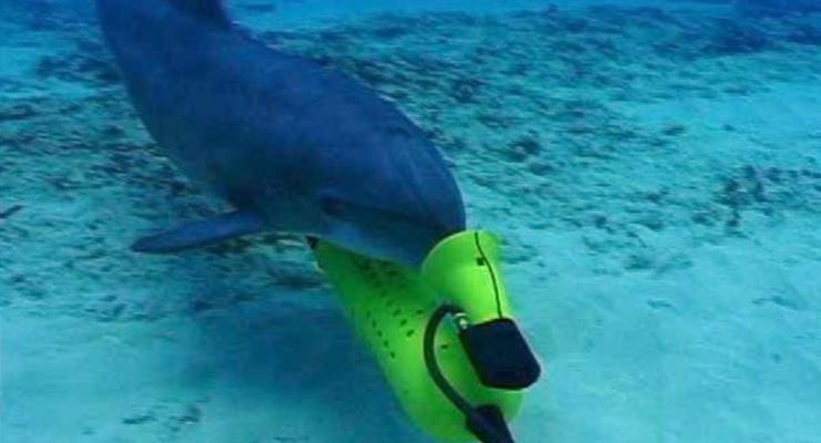 Крымские боевые дельфины будут служить России - СМИ