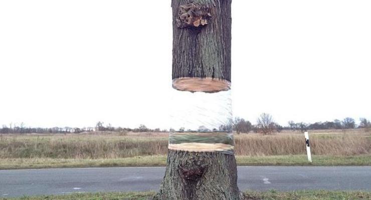 На обочине дороги в Германии появилось "летающее" дерево