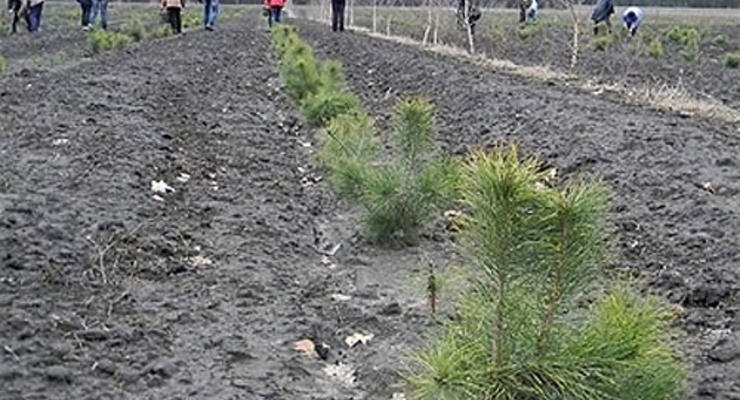 В Тернопольской области высадили лес в честь героев Майдана