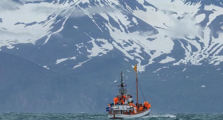 США пересмотрят сотрудничество с Исландией из-за охоты на китов
