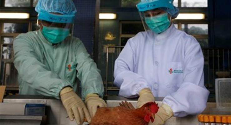 Вспышка птичьего гриппа в КНДР: Уничтожены десятки тысяч кур