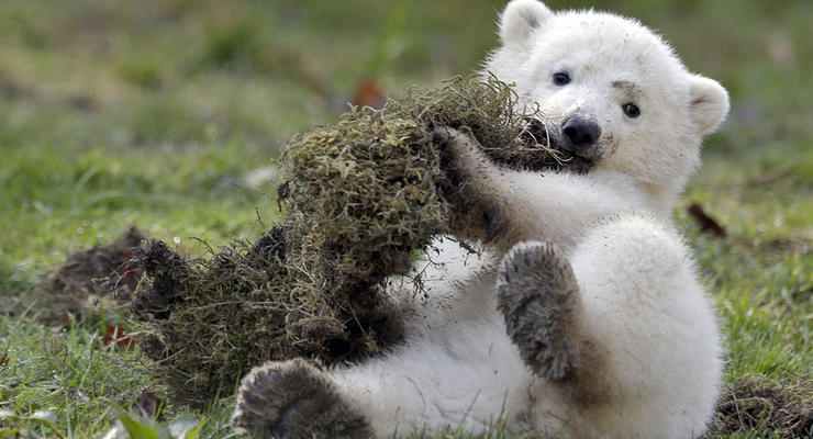 Животные недели: полярный медвежонок и добрая львица
