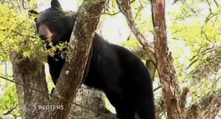 В США спасателям пришлось приспать медведя, чтобы снять его с дерева