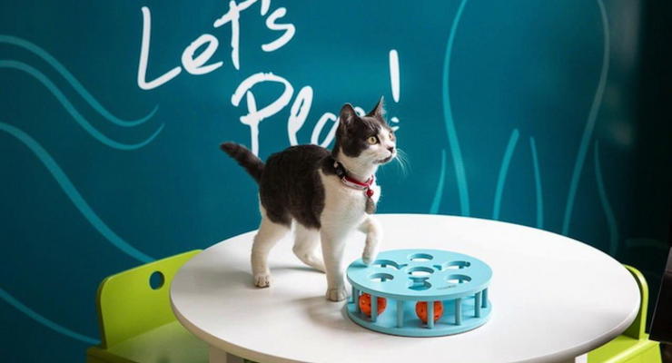 Котик на час: В США открылось первое кошачье кафе