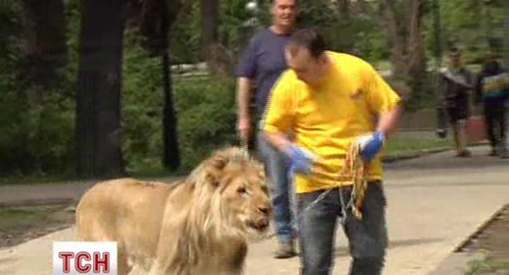 В центре Киева прогуливался лев с дрессировщиком