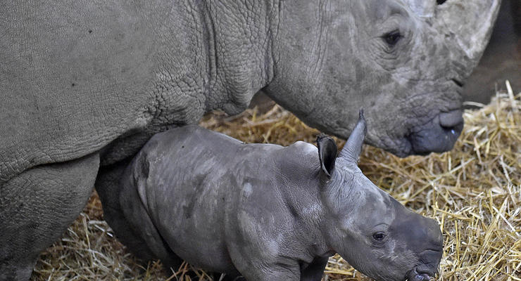Животные недели: лев в центре Киева и новорожденный носорог