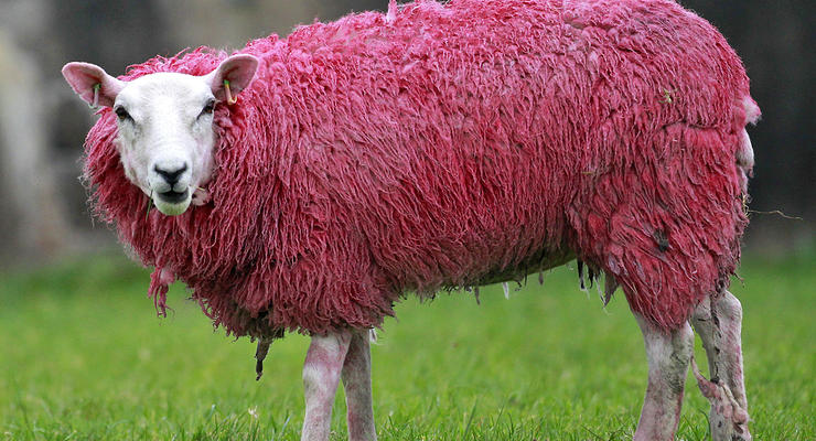 Животные недели: розовая овца и семейство сурикатов (фото)