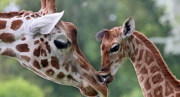 Животные недели: малыш жирафа и орангутан-толстяк