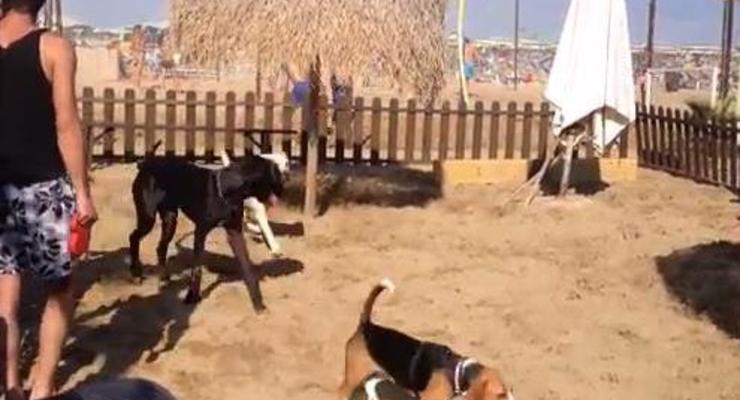 В Италии появился собачий пляж