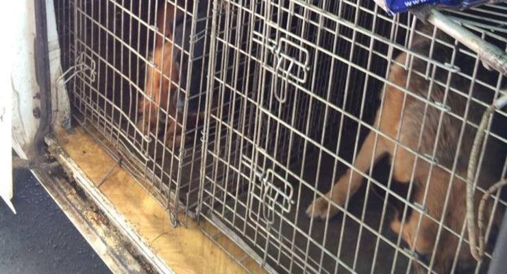 Из аэропорта Донецка освободили служебных собак