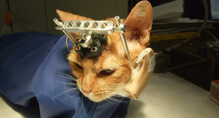 Британских ученых уличили в жестоких экспериментах над котятами