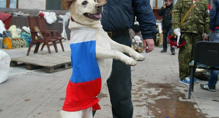Животные в политике: фото домашних любимцев с флагами России и Украины