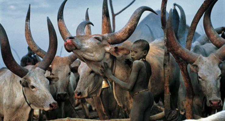Среди буйволов и в корсетах: жизнь коренного народа Южного Судана (фото)
