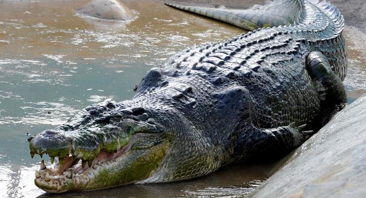 В Австралии крокодил съел туриста