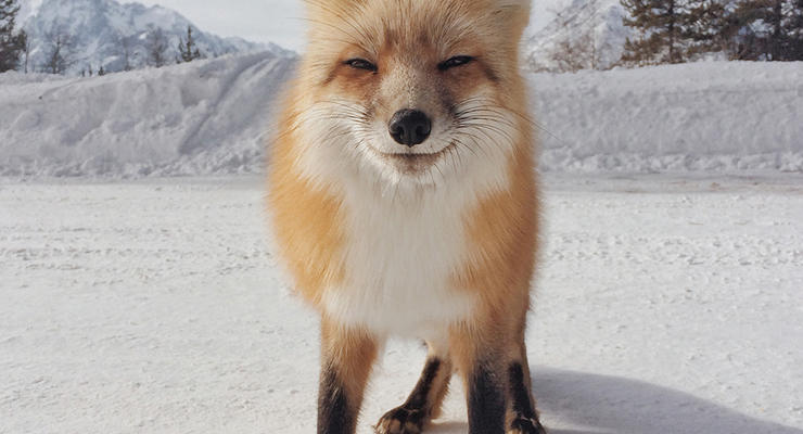 Собака на снегу и лиса-улыбака: Удивительные фото, сделанные на iPhone