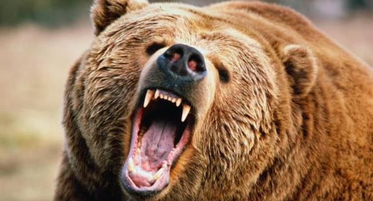 Медведь-людоед растерзал человека на Камчатке