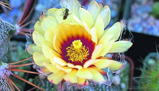 Колючее чудо: макросъемка редких видов кактусов