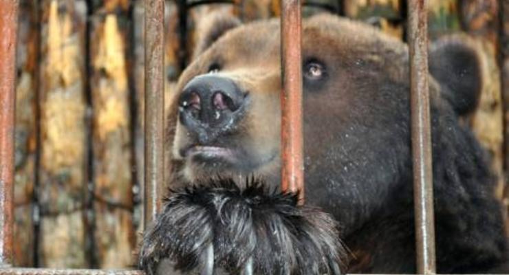В Полтавской области медведь откусил руку подростку