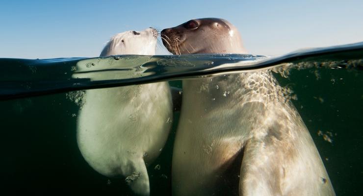 Влюбленные тюлени и хор птичек: лучшие фотографии месяца от National Geographic