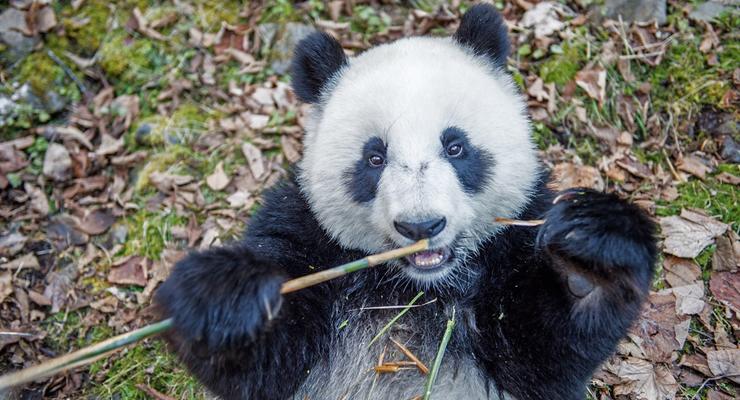 Как растут панды: удивительная программа выращивания медведей (фото)