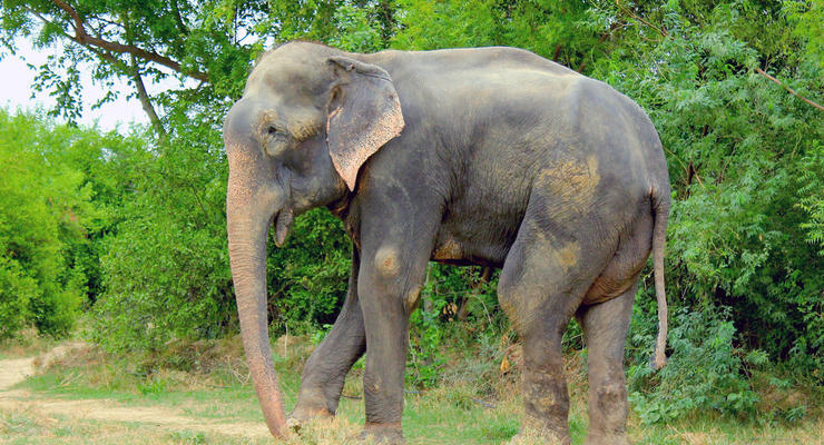 50 лет рабства окончены: Слон расплакался во время освобождения из неволи (фото, видео)